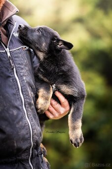 Německý ovčák- štěně s PP - 4