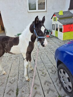 Hrebecek barock pinto - 4