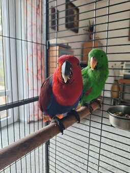 Eklektus roratus polychloros - 4