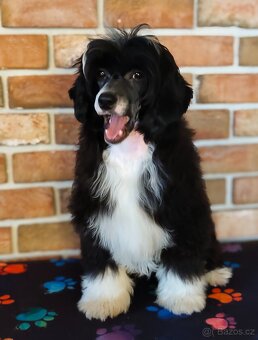 Čínský chocholatý pes osrstěný s PP - 4