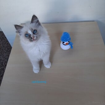 Prodám koťátka Ragdoll bez PP - 4