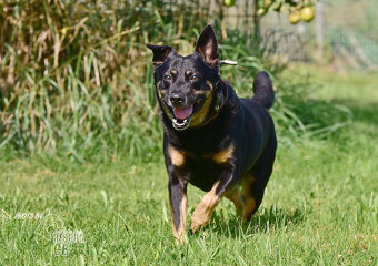 Darujeme nalezeného křížence - 4