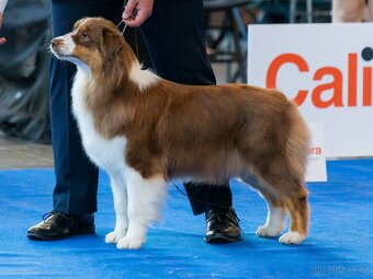 Australský ovčák s PP - volní pejsci - k odběru od 8.12. - 4