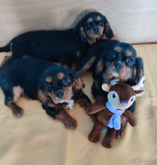 Kavalír king chárles španěl - 4