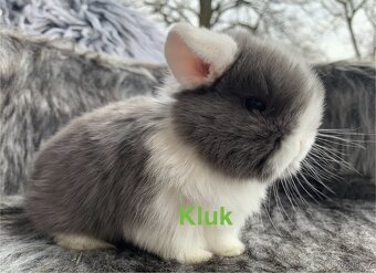 ❤️❤️miminka Minilop Kralicek Beránek - 4