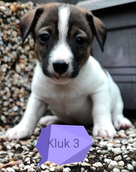 Jack Russel terier, kouzelná štěňátka - 4