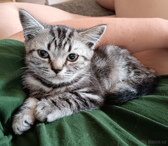 BRITSKÁ KOŤATA WHISKAS BEZ PP - 4