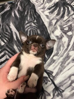 Čokoládový malinký nádherný chlapeček s PP FCI, Čivava - 4