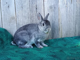 Zakrslý REX činčilový s PP - 4