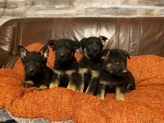 Německý ovčák s PP IKC - 4