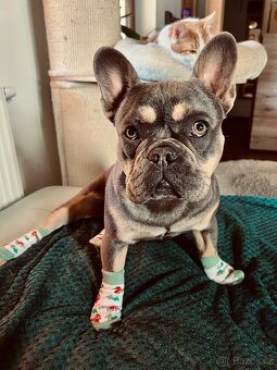 Francouzský buldoček KRYTÍ - 4