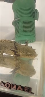 Axelotl páreček + akvárium - 4