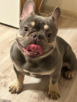 Francouzský buldoček ke krytí - 4