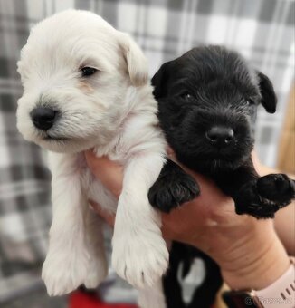 Knírač malý s PP - 4