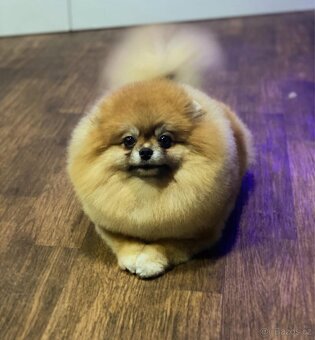 Pomeranian s PP FCI, fena - 4