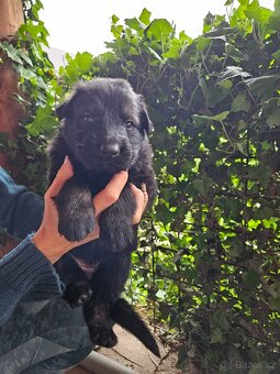 Nemecky ovcak s PP - pes a fenka - 4