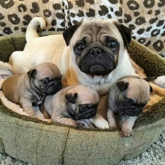 Mops - 4