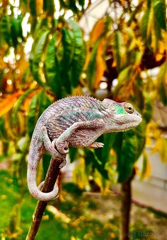 chameleon pardálí, terárium - 4