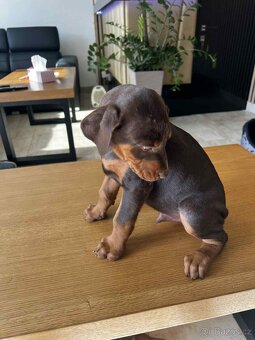 Šteňatá Doberman - 4