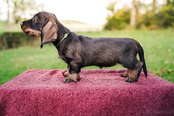 Jezevčík standard drsnosrstý - 4