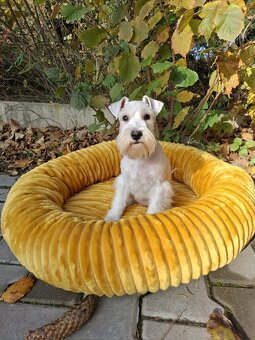 Knírač malý bílý - štěňátka s PP fenky - 4