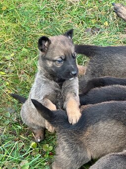 Belgický ovčák Malinois X německy ovčák - 4