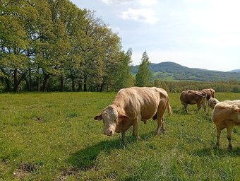 Prodám jalovice - 4
