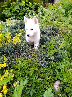 Sibirsky hasky husky - 4
