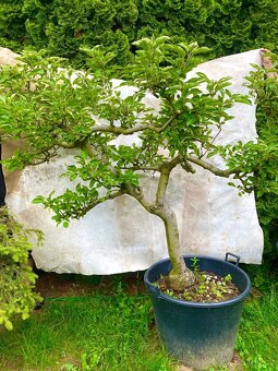 Jabloně basaie/yamadori - 4