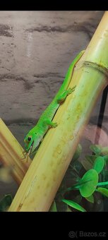 Felsuma Madagaskarská, 2ks, sameček a samička - 4