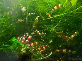 Krevety caridina crystal red (S) - 4