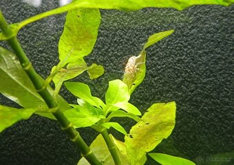 Caridina - Red Fancy Tiger - 4