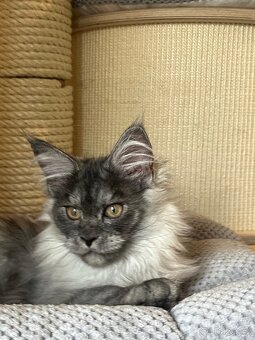 Mainská mývalí s PP - 4