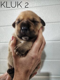 Štěňata kříženci - 4