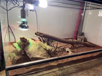 Agama vousatá samec - 4