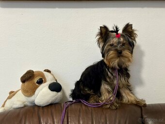 Jorkšírský teriér, drobná fenka fenka s Pp - 4