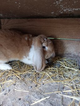 Francouzský beran s PP - 4