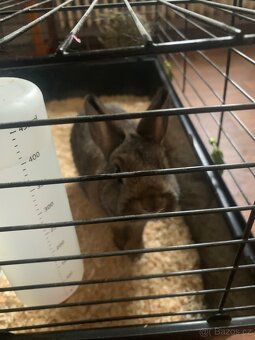 Španělský králík - 4