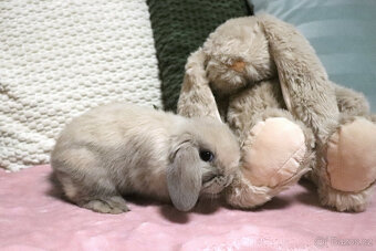 Zakrslý králíček - beránek MINILOP 💙 - 4