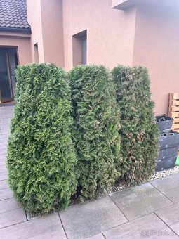 Nůžky na živý plot TOP stav - 4