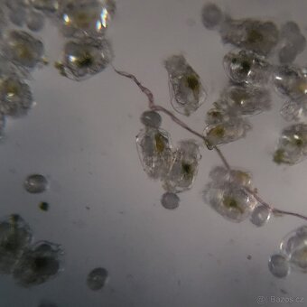 Vírniky Brachionus plicatilis - 4