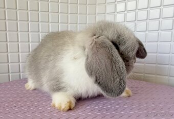 Minilop (zakrslý beránek anglického původu ) - 4