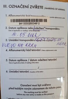 Labrador křížený s retrívrem - 4