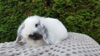 Zakrslý beránek, králíček, králík -MOLLY - 4