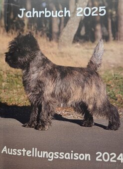 Cairn Terrier (Kern Treriér) - 4