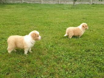 Border kolie s PP - 4