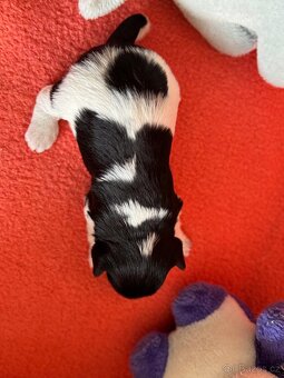 Knírač malý barevný - 4