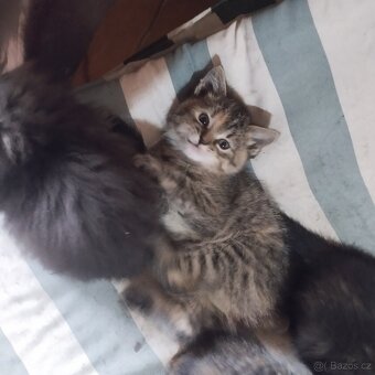 Daruji do dobrých rukou koťátka - 4