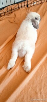 Mini Lop - 4