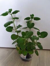 Krásné rýmovníky - 4